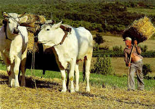 chianina farmer